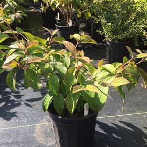 Viburnum plicatum var. tomentosum Mariesii Mariesii Viburnum Live Plant 1 Gallon Pot Size Plant Bild 2