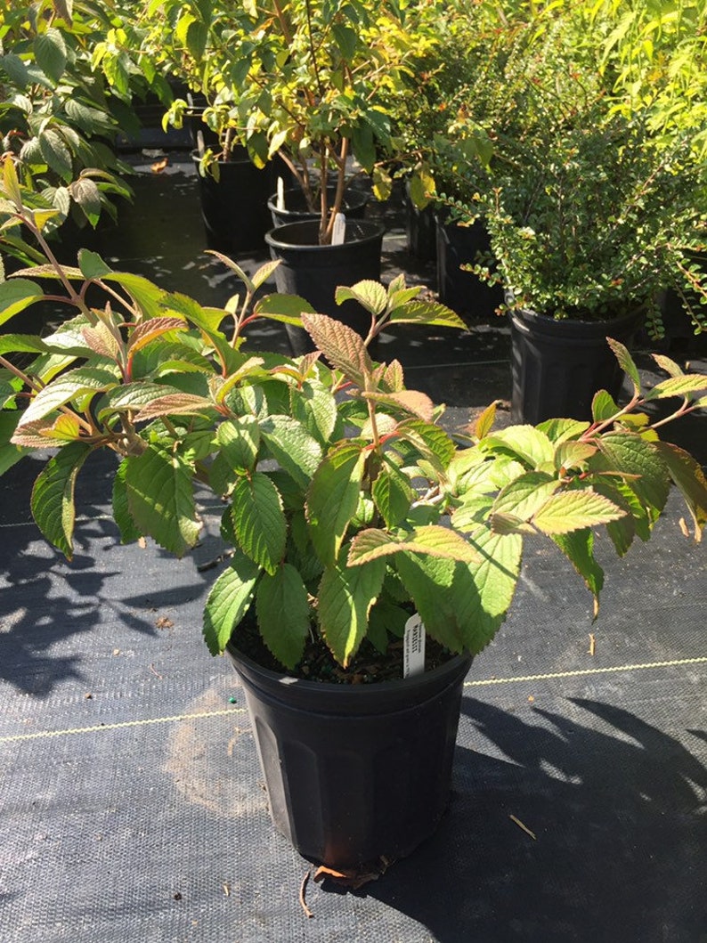 Viburnum plicatum var. tomentosum Mariesii Mariesii Viburnum Live Plant 1 Gallon Pot Size Plant Bild 2