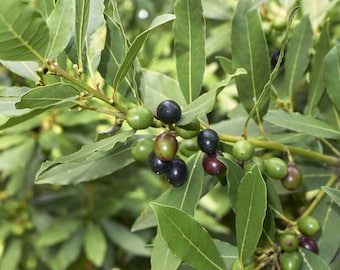 May include: A bay laurel plant branch featuring elongated, pointed, dark green leaves and clusters of small, round berries that transition in color from light green to deep purple and black as they ripen on the woody, light brown stems.