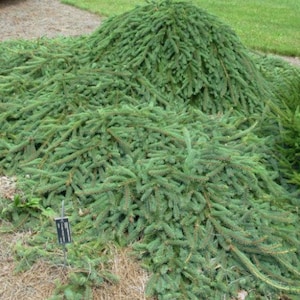 Picea abies &#39;Wingle&#39;s Weeper&#39; - Norway Spruce - 12&quot; Tall - 1 Year Graft
