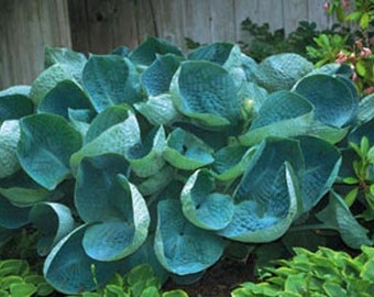 Hosta 'Abiqua Drinking Gourd' 3" Pot Size Starter Plant