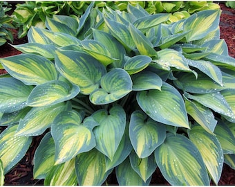 Hosta 'June' 3" Pot Size Starter Plant