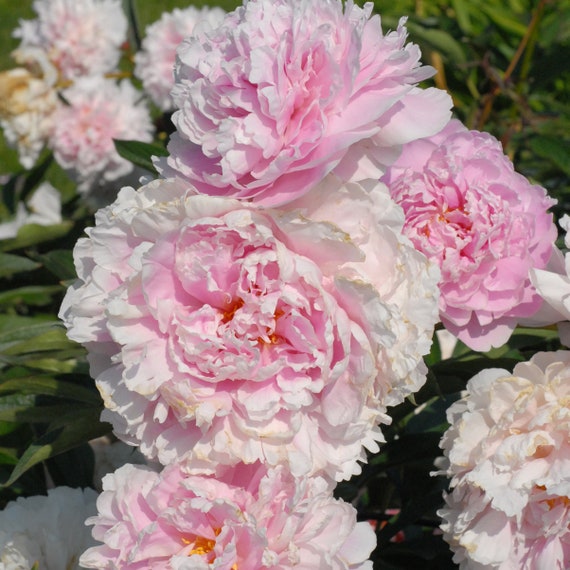 Paeonia Sarah Bernhardt Bare Root Peony Plant 3 5 Etsy