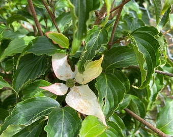 Cornus kousa 'Summer Stars' - Chinese Dogwood - 24” Tall - Ships Bare Root