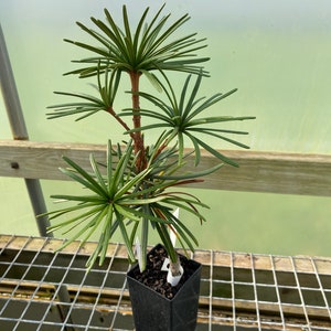 Sciadopitys verticillata 'Sternschnuppe' - Live Plant - 10” Tall - 1 Year Graft