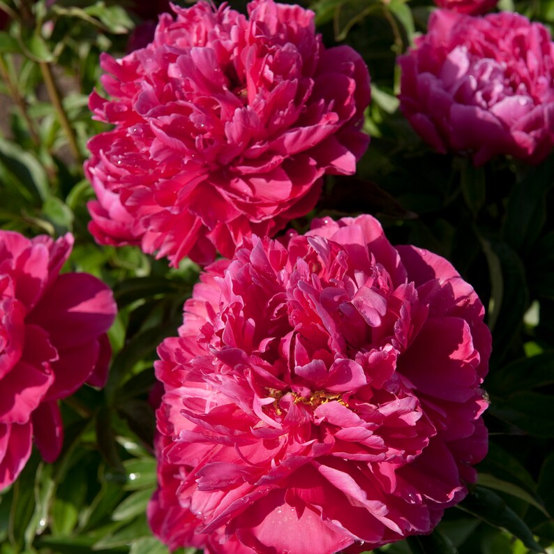 Paeonia �Karl Rosenfield� BareRoot Peony Plant 35 Etsy