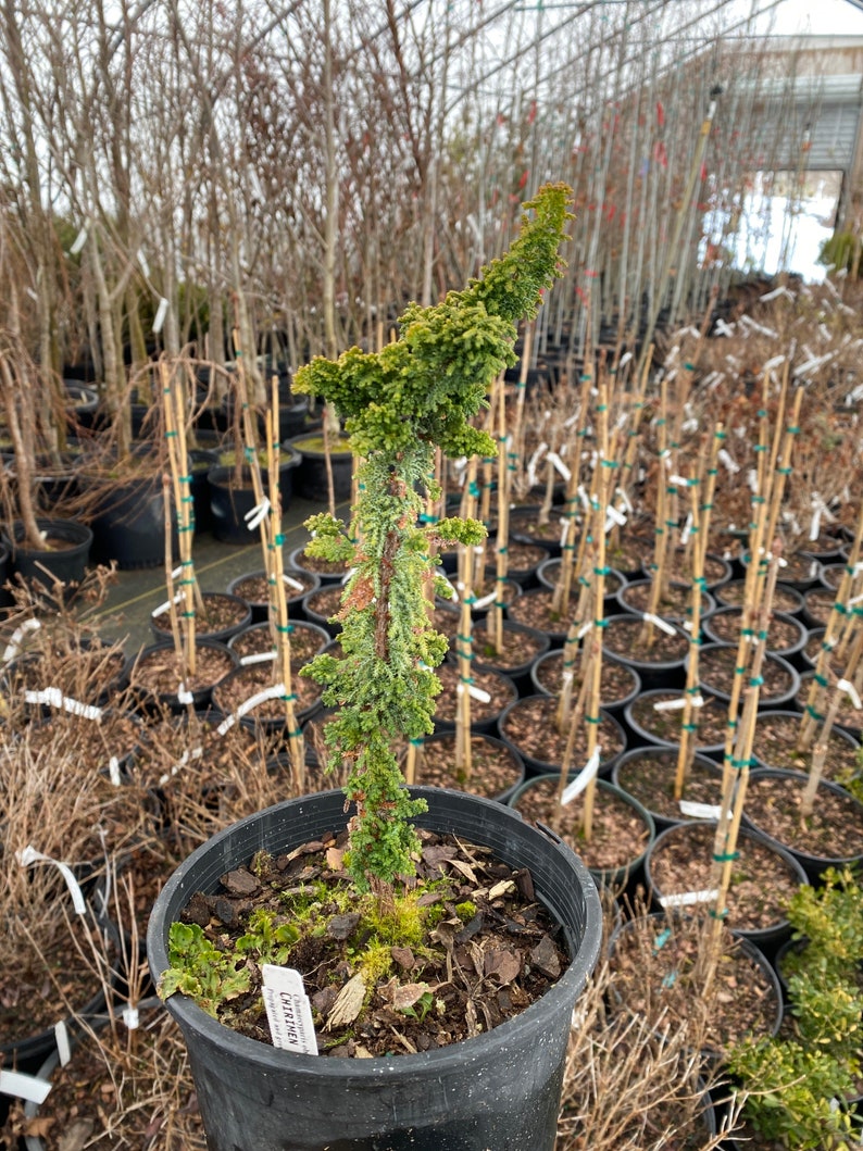 Chamaecyparis pisifera 'Chirimen' False Cypress 1 Gallon Pot image 1