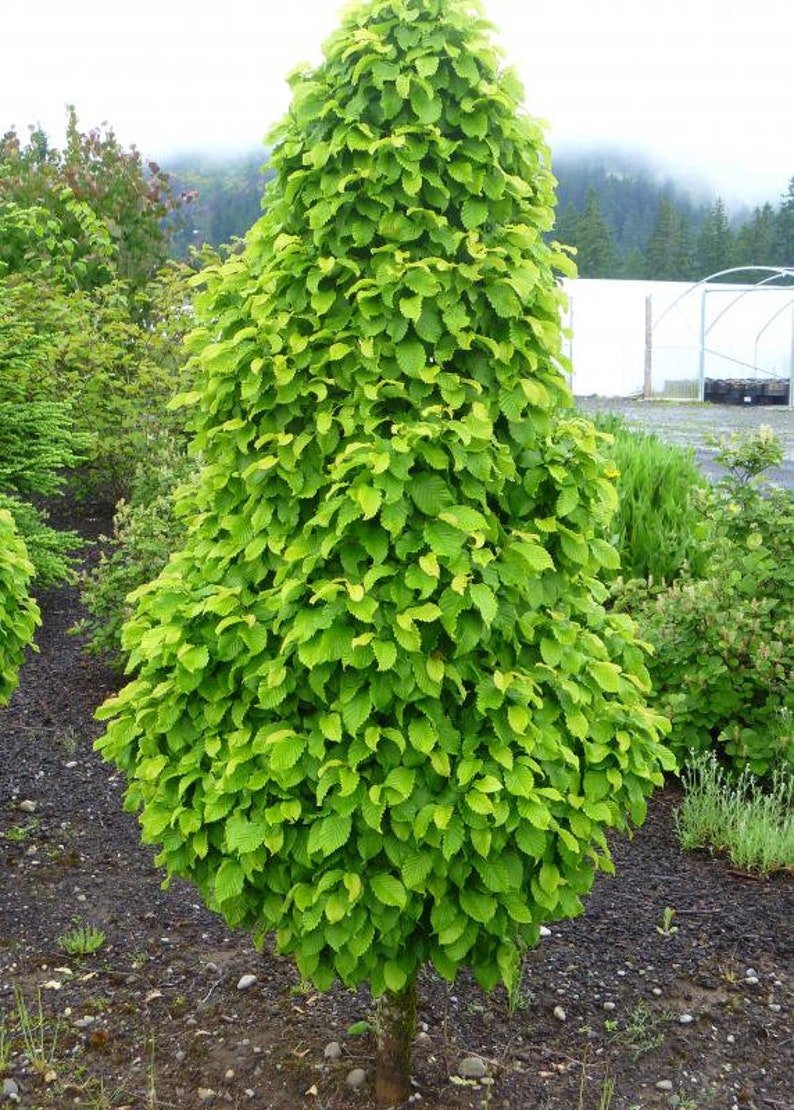 Carpinus Betulus 'columnaris Nana' Dwarf Columnar Etsy