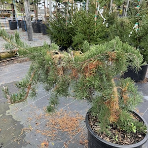 May include: A potted pine tree with green needles and brown branches. The tree is in a black plastic pot and is surrounded by other trees in a nursery setting. The ground is covered with fallen needles.