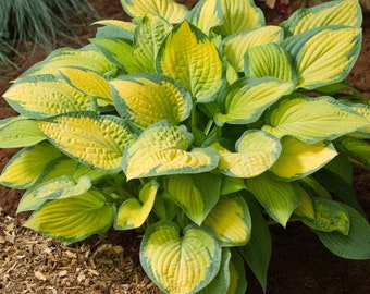 Hosta 'Paul's Glory' - #1 Division Size Starter Plant - Ships Bare Root