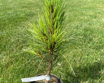 Pinus cembra 'Blue Mound' - Live Plant - 1 Gallon Pot