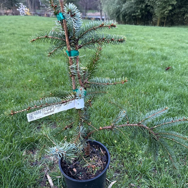 Picea omorika 'Westerstede' - Serbian Spruce - 12" Tall - 1 Gallon Pot