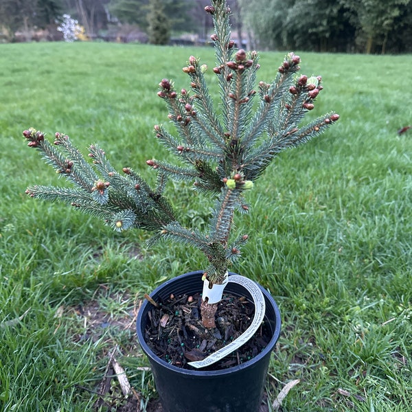 Picea glauca 'Blue Teardrop' - White Spruce - 10" Tall - 1 Gallon Pot
