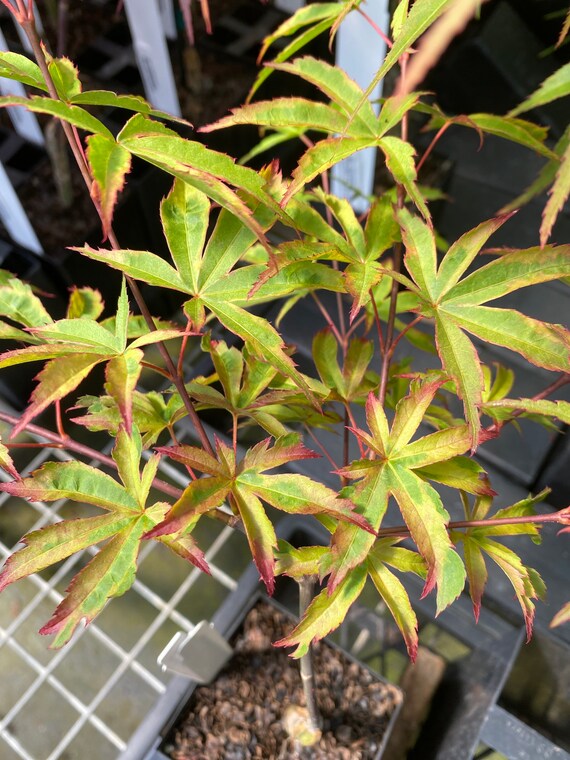 Acer Palmatum 'hanami Nishiki' Japanese Maple Live Etsy