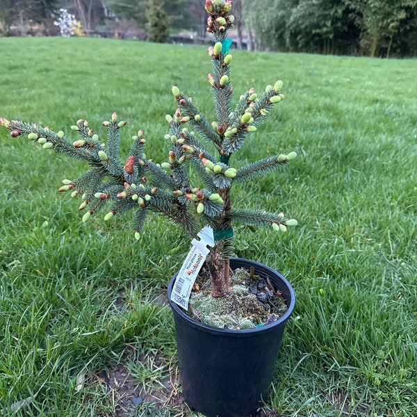 Picea glauca 'Hudsonii' - White Spruce - 12" Tall - 1 Gallon Pot