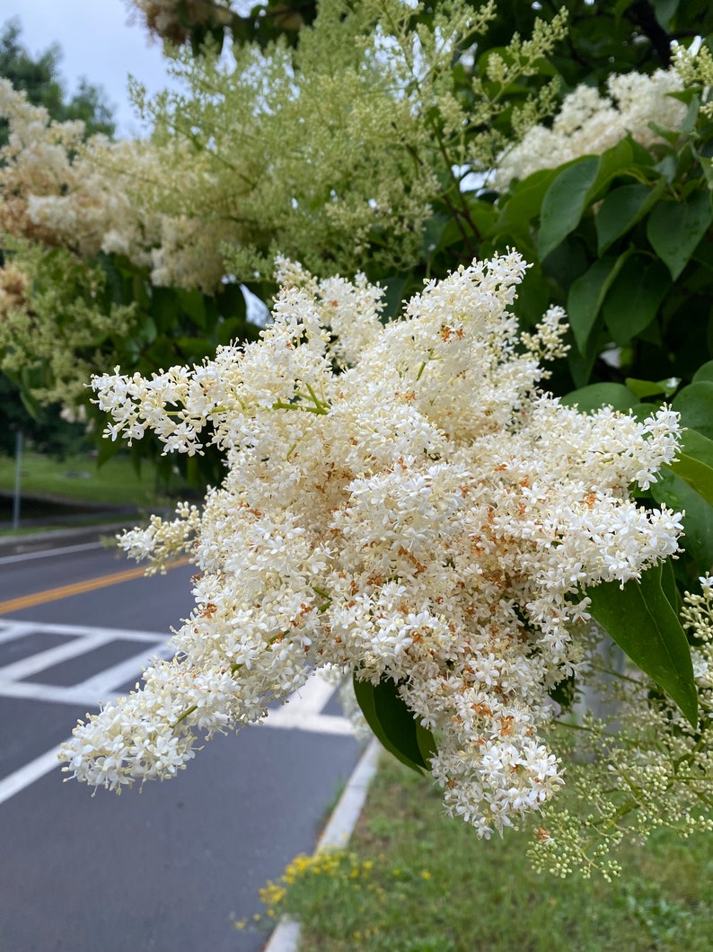 Syringa reticulata 'Ivory Silk' Ivory Silk Japanese Tree Lilac Live Plant 4 Pot Size image 3