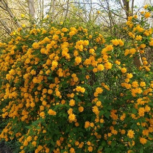 Kerria japonica 'Pleniflora' - Double Flowering Japanese Kerria - 4" Pot Size Live Plant