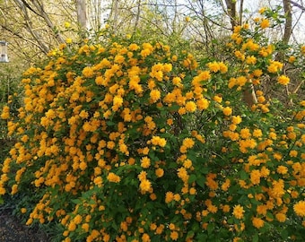 Kerria japonica 'Pleniflora' - Double Flowering Japanese Kerria - 4" Pot Size Live Plant