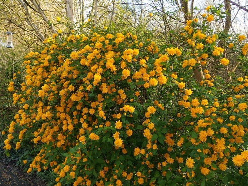 Kerria japonica 'Pleniflora' Double Flowering Japanese Kerria 4 Pot Size Live Plant image 1