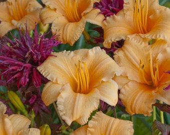 Hemerocallis 'Apricot Sparkles' Daylily - 3 Bare Root Plants