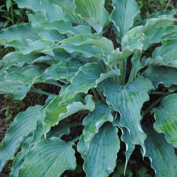 Hosta 'Neptune' 3" Pot Size Starter Plant