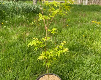 Acer palmatum 'Tsukasa Silhouette' - Japanese Maple - Live Plant - 18" Tall - 1 Gallon Pot