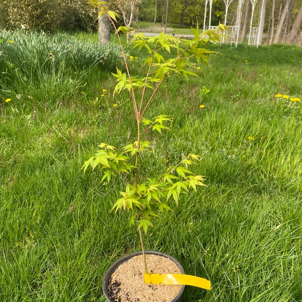 Acer palmatum 'Tsukasa Silhouette' - Japanese Maple - Live Plant - 18" Tall - 1 Gallon Pot