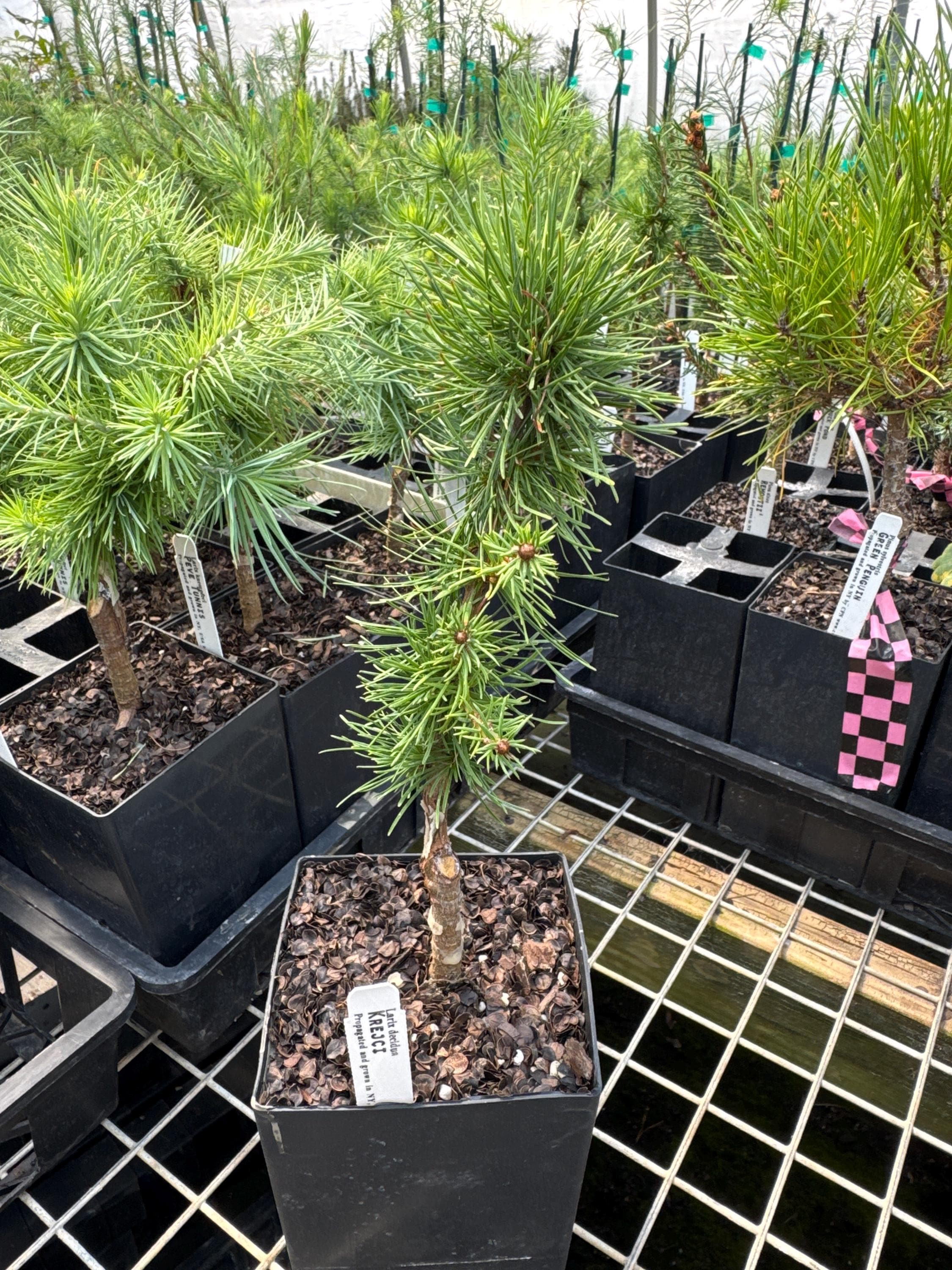 Larix Decidua 'krejci'- Larch - 8