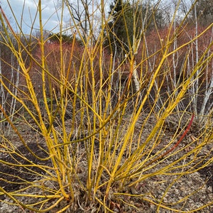 May include: A close-up of a shrub with bright yellow stems. The branches are thin and numerous, creating a dense, textured appearance. The background features other trees and a cloudy sky, with a ground covered in small rocks and leaves.