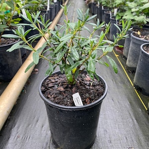 Hypericum frondosura ‘Sunburst’ - St. John&#39;s Wort - Live Plant - 1 Gallon Pot Size Plant