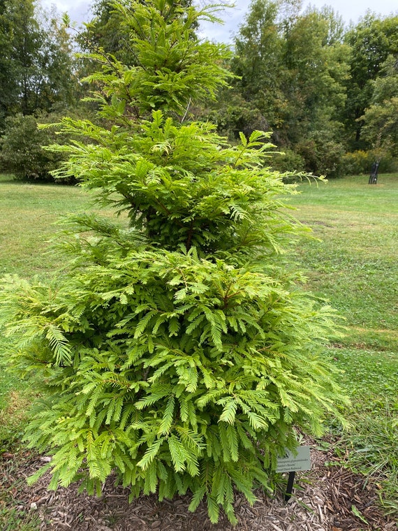Metasequoia Glyptostroboides 'hamlet's Broom' - Dawn Redwood Tree