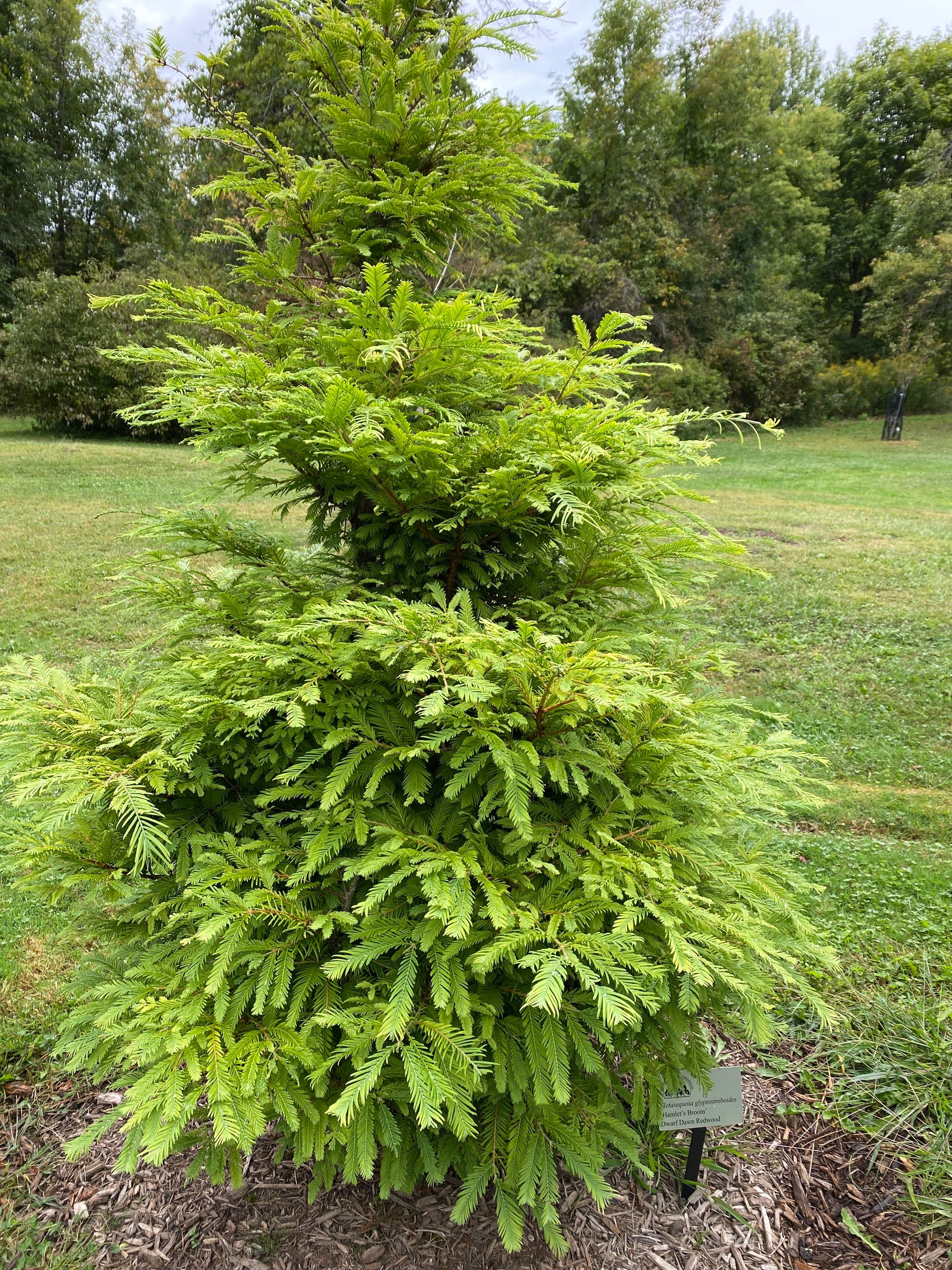 Metasequoia Glyptostroboides 'hamlet's Broom' - Dawn Redwood Tree
