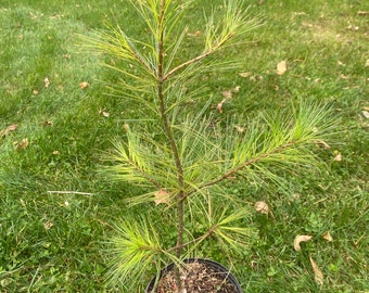 Pinus strobus 'Eugene’s Gold' - Live Plant - 12” Tall - 1 Gallon Pot