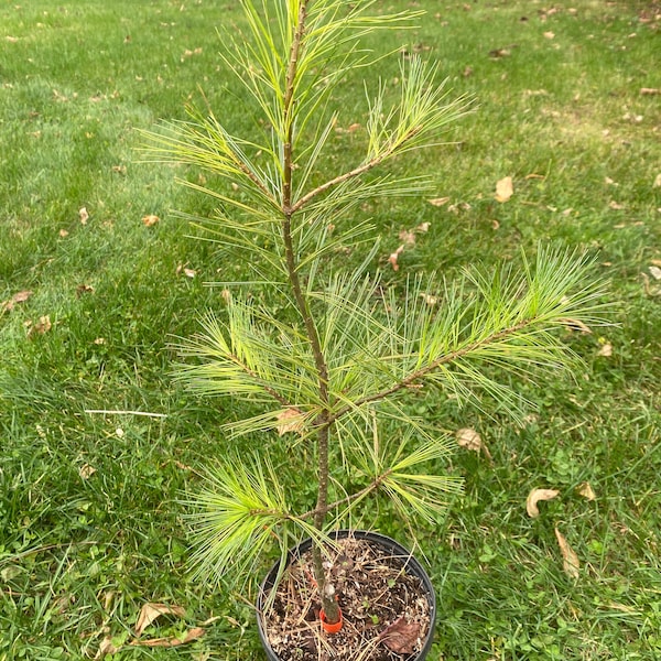 Pinus strobus 'Eugene’s Gold' - Live Plant - 12” Tall - 1 Gallon Pot