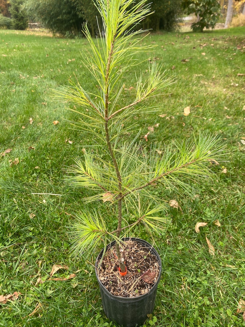 Pinus strobus 'Eugenes Gold' Live Plant 12 Tall 1 Gallon Pot image 1