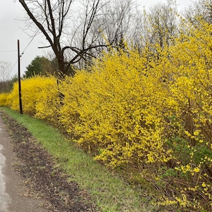 Northern Gold Forsythia Shrub Live Plant Forsythia x intermedia 1 Gallon Pot image 1