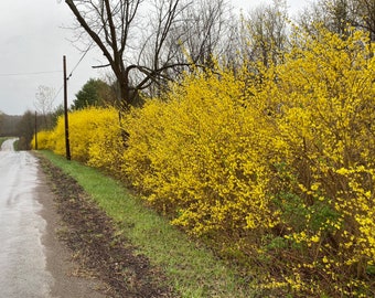 Northern Gold Forsythia Shrub - Live Plant - Forsythia x intermedia - 1 Gallon Pot