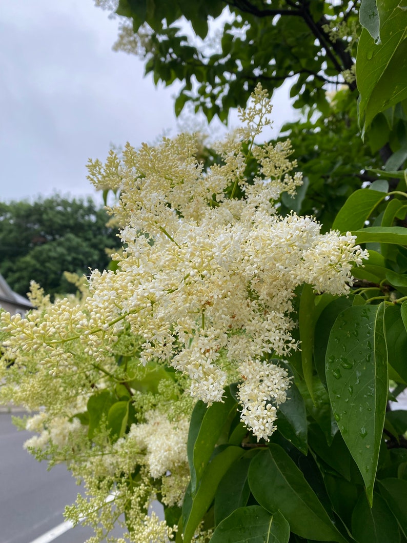 Syringa reticulata 'Ivory Silk' Ivory Silk Japanese Tree Lilac Live Plant 4 Pot Size image 4