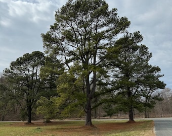 Loblolly Pine - Pinus taeda - Native Tree - 18” Tall - 1 Gallon Pot