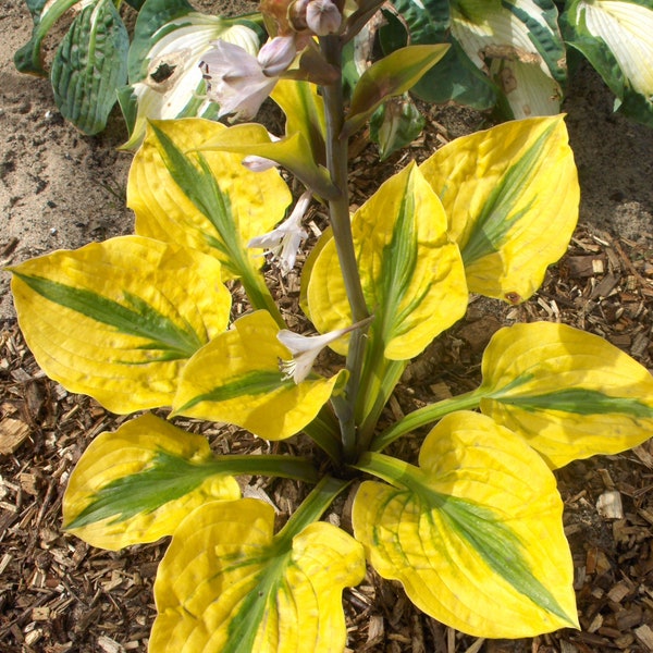 Hosta 'Glad Rags' #1 Division Size Starter Plant - Ships Bare Root