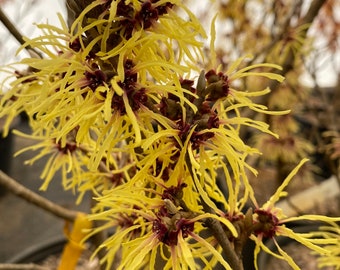 Hamamelis x Intermedia 'Harlow Carr' Witch Hazel - Live Plant - 24” Tall - Ships Bare Root