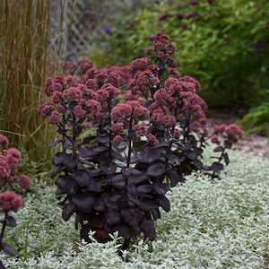 Sedum 'Night Embers' - 3 Pack Bare-Root Plant (Grade #1)