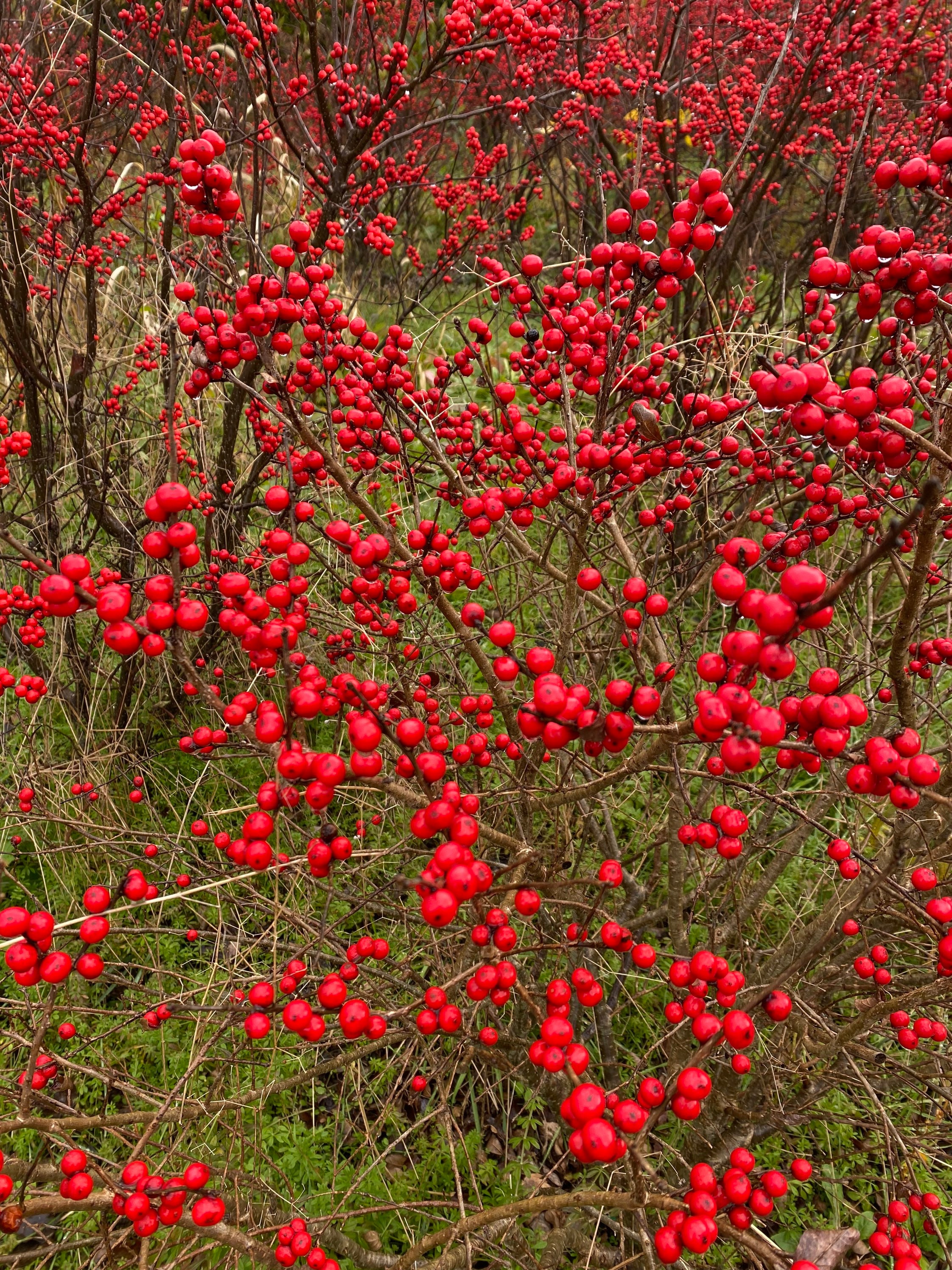 パーリーゲイツ　レッド　ラビット　サイズ7(XL) Ilex Verticillata 'red Sprite'- Dwarf Winterberry - Live Plant - 4