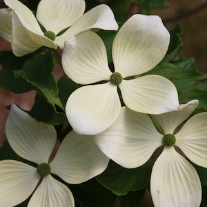 May include: Close-up of white dogwood flowers with four petals each, and green centers. The flowers are surrounded by green leaves. The image is well-lit, showcasing the delicate details of the blossoms.