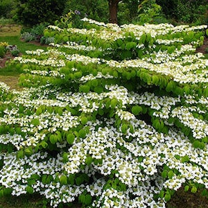 Viburnum plicatum var. tomentosum ‘Mariesii’ - Mariesii Viburnum - Live Plant - 4&quot; Pot Size