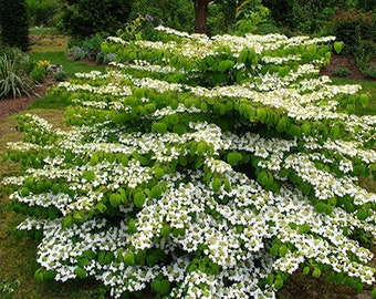 Viburnum plicatum var. tomentosum ‘Mariesii’ - Mariesii Viburnum - Live Plant - 1 Gallon Pot Size Plant