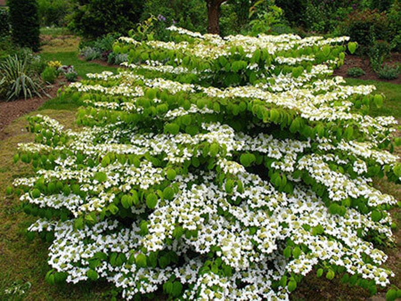 Viburnum plicatum var. tomentosum Mariesii Mariesii Viburnum Live Plant 1 Gallon Pot Size Plant Bild 1