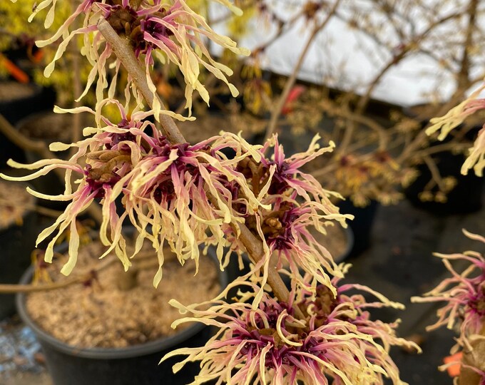 Hamamelis X Intermedia 'strawberries and Cream' Witch Hazel Live Plant