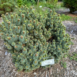 Picea glauca &#39;Cecilia&#39; - White Spruce - 10&quot; Tall - 1 Gallon Pot