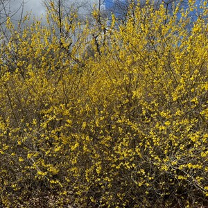 Northern Sun Forsythia Shrub Live Plant Forsythia x intermedia 1 Gallon Pot image 4